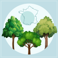 Pour rendre hommage à Philippe CHEMARIN  et transmettre votre soutien, témoignez votre présence en plantant un arbre en sa mémoire