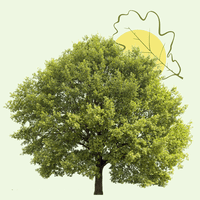 Pour rendre hommage à Philippe JOUFFRE et transmettre votre soutien, témoignez votre présence en plantant un arbre en sa mémoire