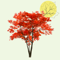 Pour rendre hommage à Jeannine DUBOIS et transmettre votre soutien, témoignez votre présence en plantant un arbre en sa mémoire