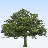 Pour rendre hommage à André BARBELIVIEN et transmettre votre soutien, témoignez votre présence en plantant un arbre en sa mémoire