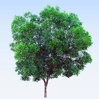 Pour rendre hommage à Marcel VIRGINIE et transmettre votre soutien, témoignez votre présence en plantant un arbre en sa mémoire