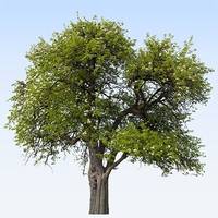 Pour rendre hommage à Bernard DAVALO et transmettre votre soutien, témoignez votre présence en plantant un arbre en sa mémoire