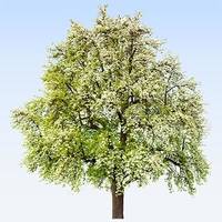Pour rendre hommage à Maurice AUTISSIER et transmettre votre soutien, témoignez votre présence en plantant un arbre en sa mémoire
