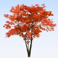 Pour rendre hommage à Armelle ALBERTINI et transmettre votre soutien, témoignez votre présence en plantant un arbre en sa mémoire