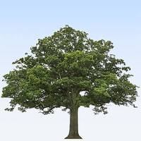 Pour rendre hommage à Zoé Yvette ARRIBAT et transmettre votre soutien, témoignez votre présence en plantant un arbre en sa mémoire
