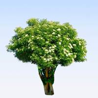 Pour rendre hommage à Solange ALBERT et transmettre votre soutien, témoignez votre présence en plantant un arbre en sa mémoire