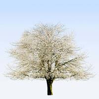Pour rendre hommage à Marie-Josèphe CHACUN et transmettre votre soutien, témoignez votre présence en plantant un arbre en sa mémoire