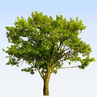 Pour rendre hommage à Armelle PORHEL et transmettre votre soutien, témoignez votre présence en plantant un arbre en sa mémoire