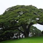 Albizia saman BOUTIQUE_TREE_NATION_58-5A8310CBC1686