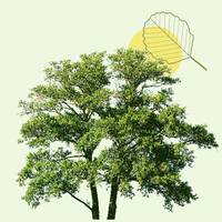 Pour rendre hommage à Henri MICHOT  et transmettre votre soutien, témoignez votre présence en plantant un arbre en sa mémoire