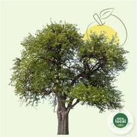 Pour rendre hommage à Andrée FICHOU  et transmettre votre soutien, témoignez votre présence en plantant un arbre en sa mémoire