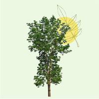 L'Arbre Sérénité - Cèdre