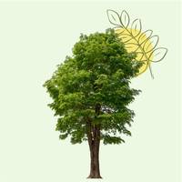 L'Arbre Guérisseur - l'Ishpingo