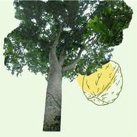 L'arbre Prospérité - Noyer Maya