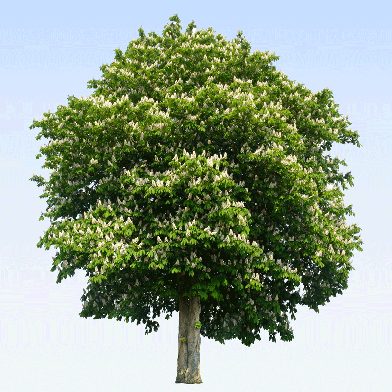 Plantez un Châtaignier, arbre symbole de générosité, dans le Puyde