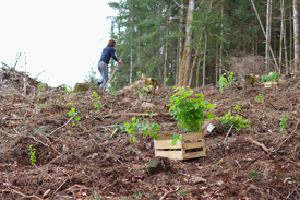 Personne de dos portant des plants d'arbres